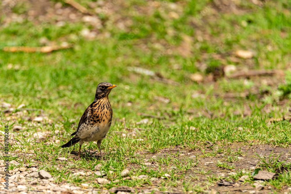 A Chamaeza standing on the ground and looking to the side A Chamaeza standing on the ground and looking to the side