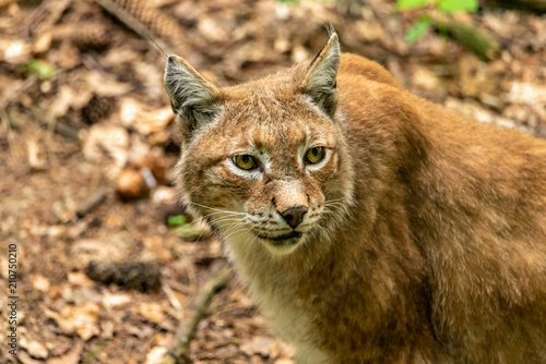 A potrait of a lynx looking to the side