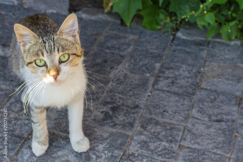 Homeless cat with green eyes