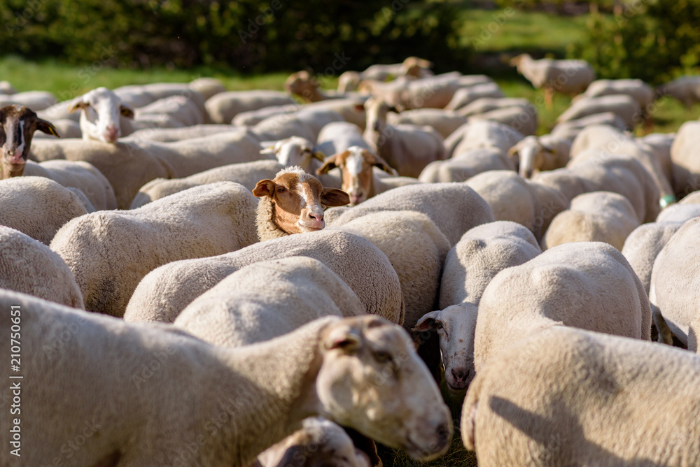 Flock of sheep grazing. El Tarter, Canillo, Andorra. Flock of sheep grazing. El Tarter, Canillo, Andorra.