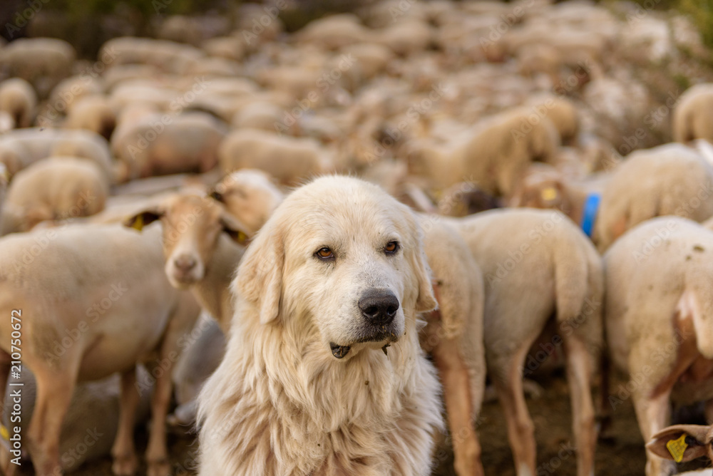 Fototapeta premium Shepherd dog caring sheep flock in El Tarter, Canillo, Andorra.