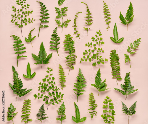 Tropical jungle leaves background
