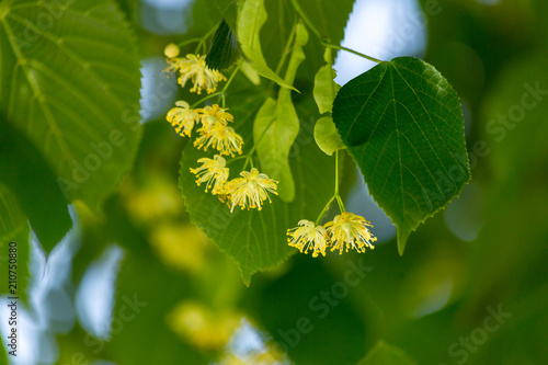 Billede på lærred tilia  linden flowers on tree in spring season