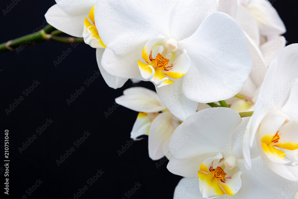 Fototapeta premium White Orchid on a black background with space for text.