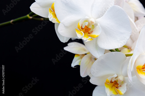 White Orchid on a black background with space for text.