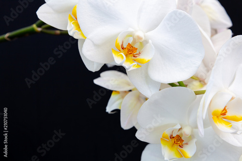 White Orchid on a black background with space for text. © ermakovep