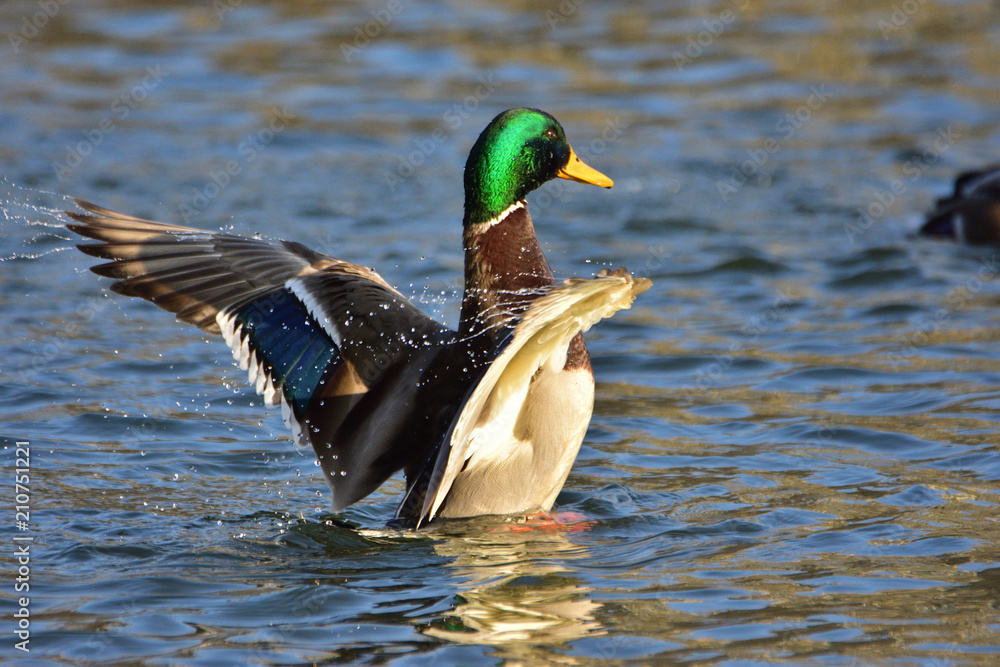 Obraz premium Male of mallard (Anas platyrhynchos) spreading wings