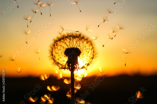 dandelion and orange sunset