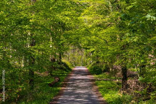 Walk in the Forest