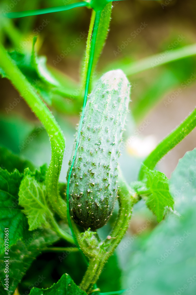 organic cucumber planting in the outdoor
