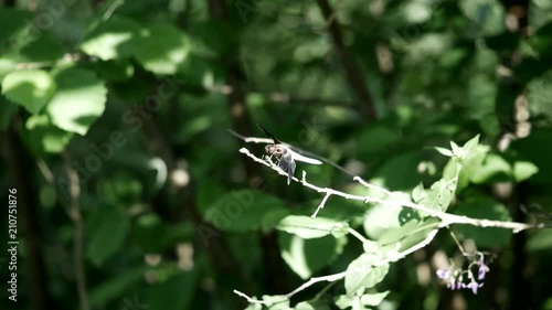 Widow skimmer dragonfly perched at end of twig. photo