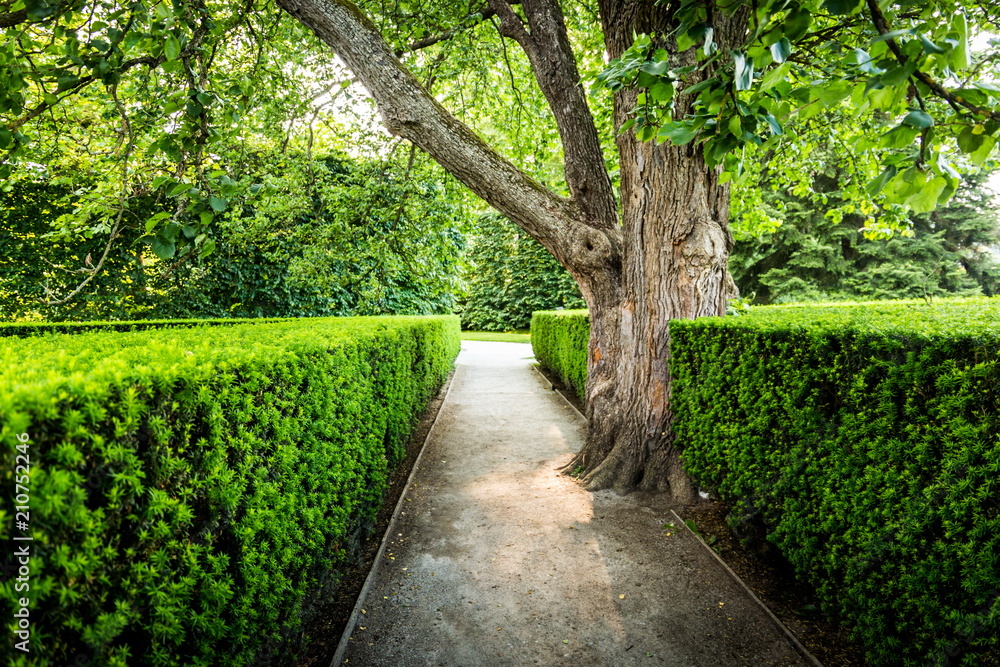 Fototapeta premium Green garden in Czech Republic.