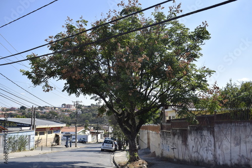 Árvore em rua suburbana no brasil photo