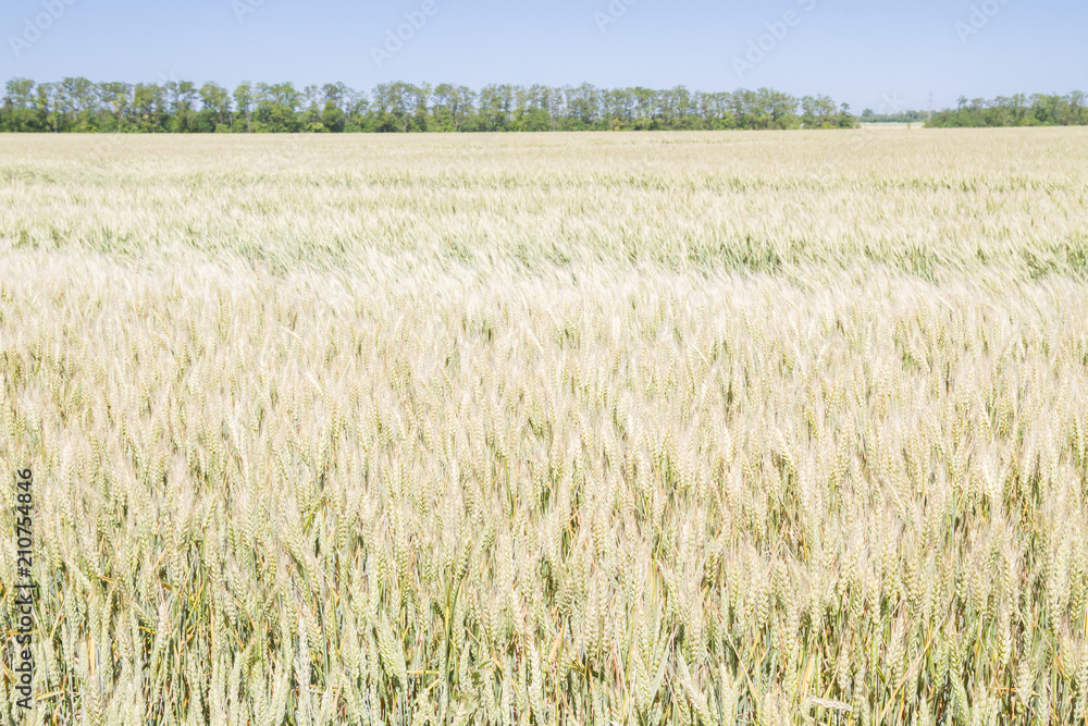 Field of rye ears of future bread in early summer