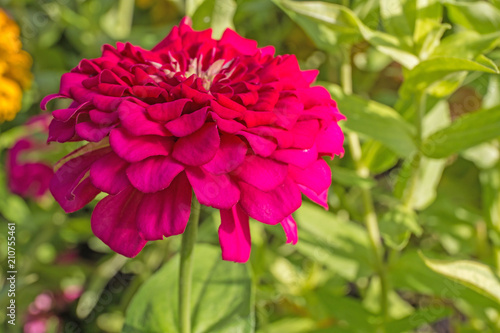 Zinnia on a background of nature