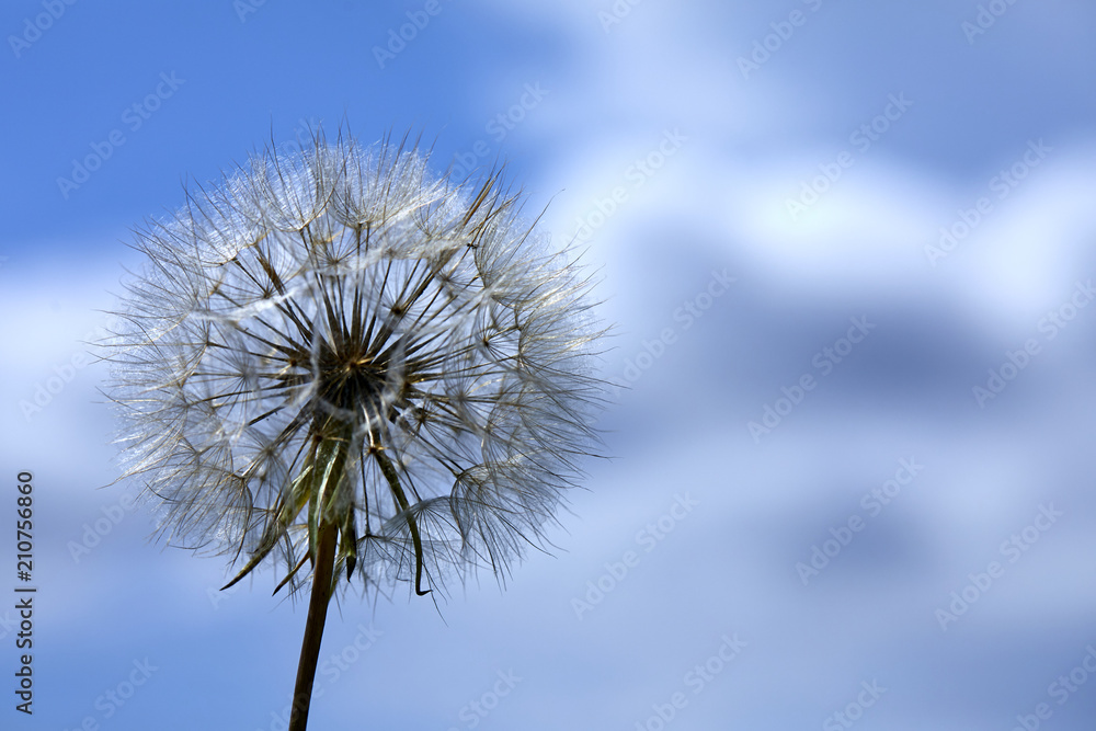 Closeup picture of Dandelion.