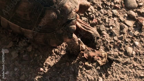 Wild Turtle Eating - Greece photo