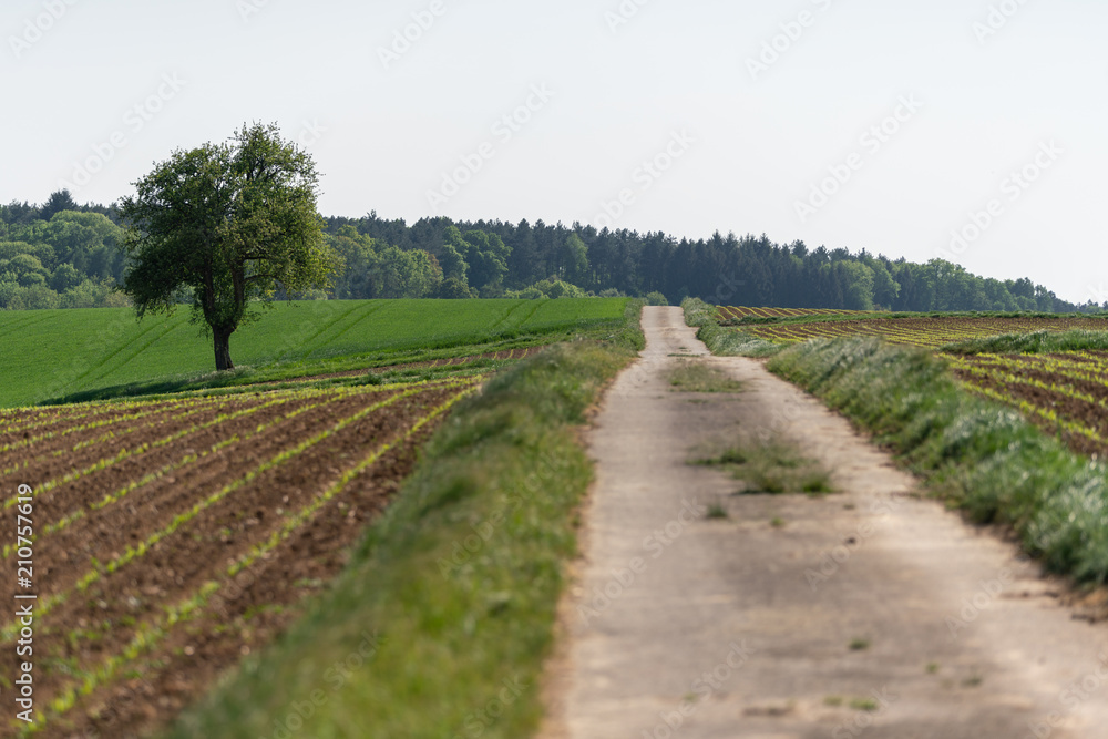 Asphaltierter Feldweg entlang Äckern mit frisch gekeimtem Mais