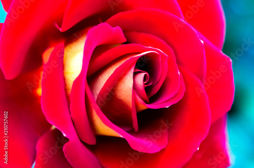 Wallpaper Mural Summer Red Rose Torontodigital.ca