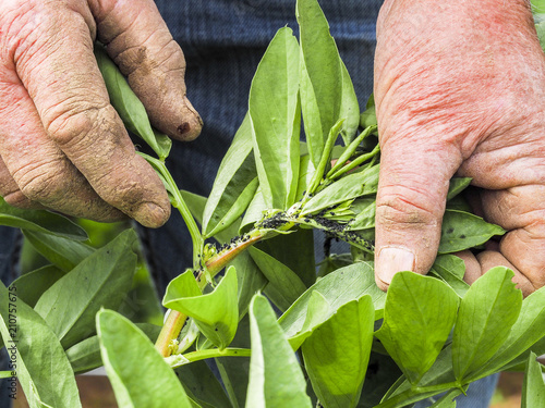 Photos Senior gardener shows a lot of aphids of different age and sex eat the plant pes