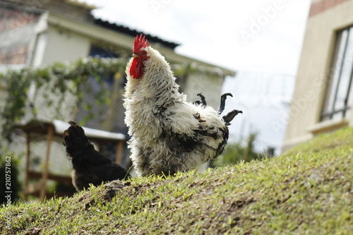 gallo