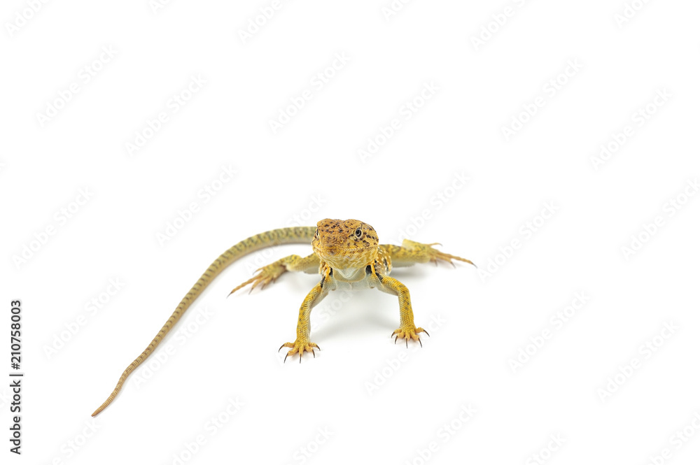 The common collared lizard isolated on white background