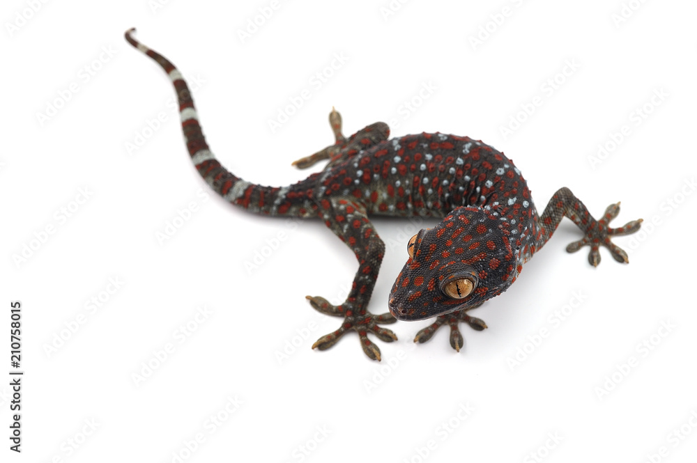 Fototapeta premium Tokay gecko isolated on white background