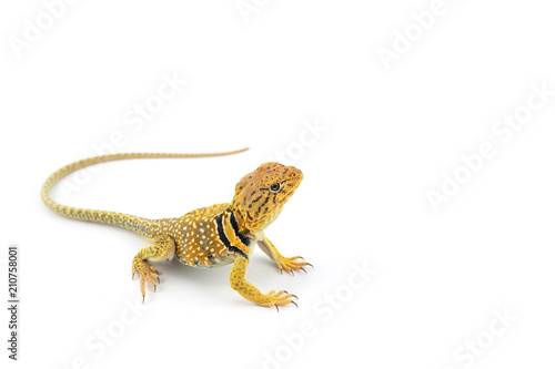 The common collared lizard isolated on white background