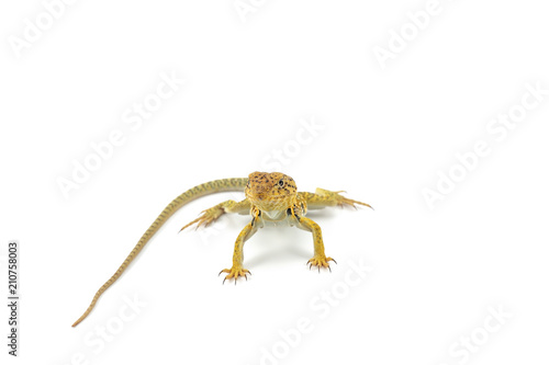 The common collared lizard isolated on white background