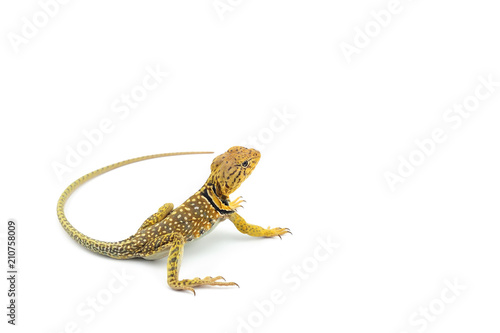 The common collared lizard isolated on white background