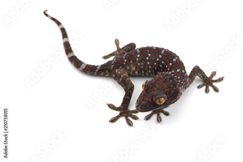 Tokay gecko isolated on white background