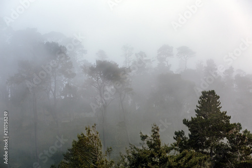 Morning Fog 7