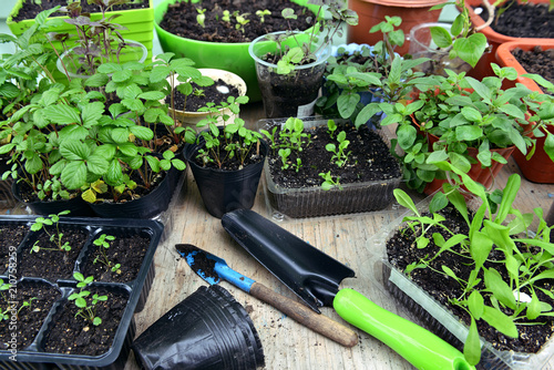 Seedlings in pots and gardening tools. Vintage home garden and planting objects, botanical still life with plants in spring