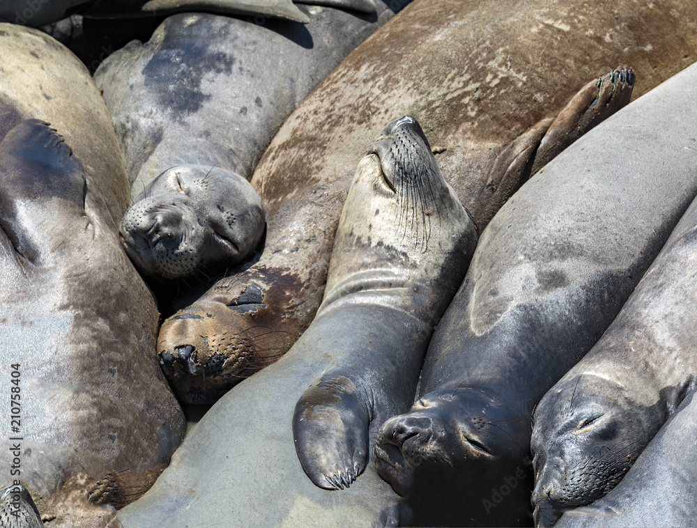 Fototapeta premium Elephant Seal Nap Time