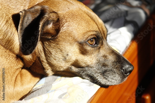 perro