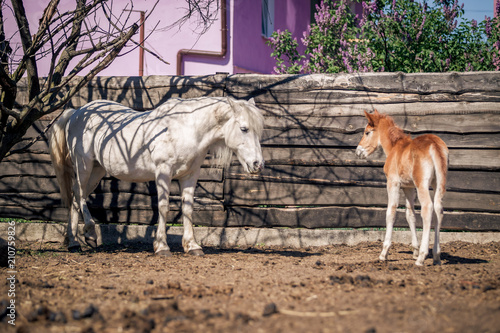 Fototapeta Naklejka Na Ścianę i Meble -  A white horse walks with a red foal in summer