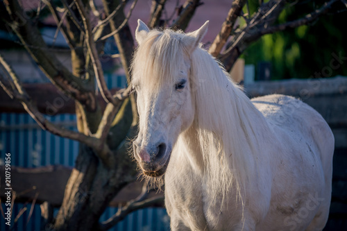 Beautiful white mare posing for a portrait