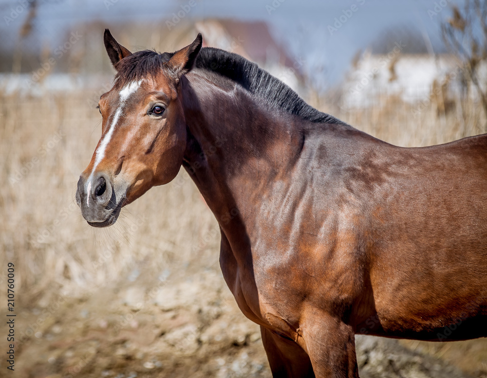 Obraz premium A nestling stallion posing for a portrait on a sunny day