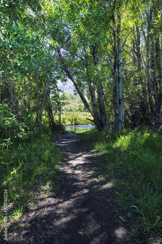 Shaded Trail