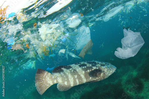 Photography Fish and plastic pollution in sea