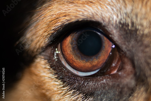 Macro of German Shepherd Eye