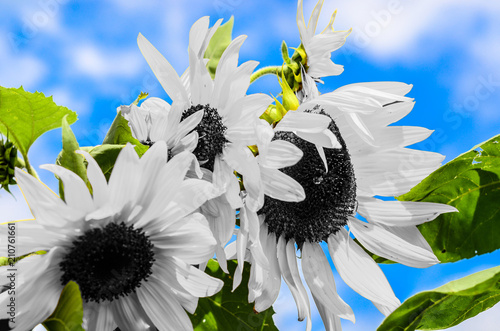 Black and White Sunflowers photo