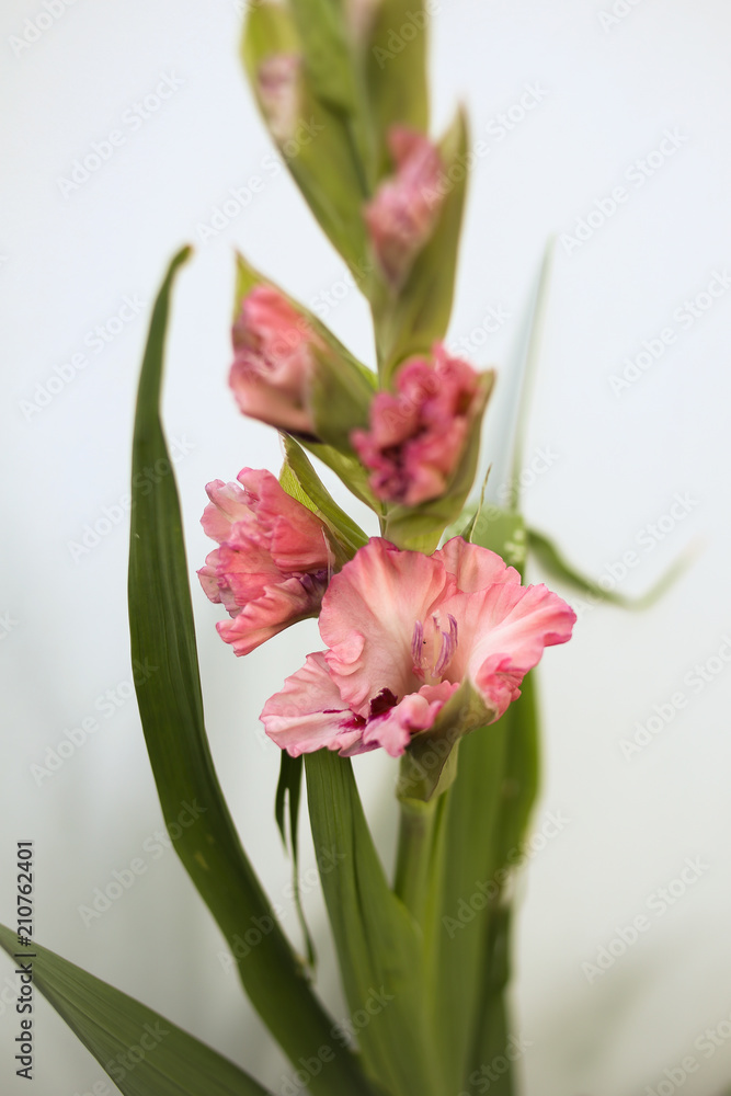 Pink Gladiolus flowers bunch isolated on white background, Freshly Blooming Gladiola Pink Gladiolus flowers bunch isolated on white background, Freshly Blooming Gladiola