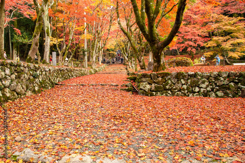 滋賀県長浜市木之本町 鶏足寺の紅葉