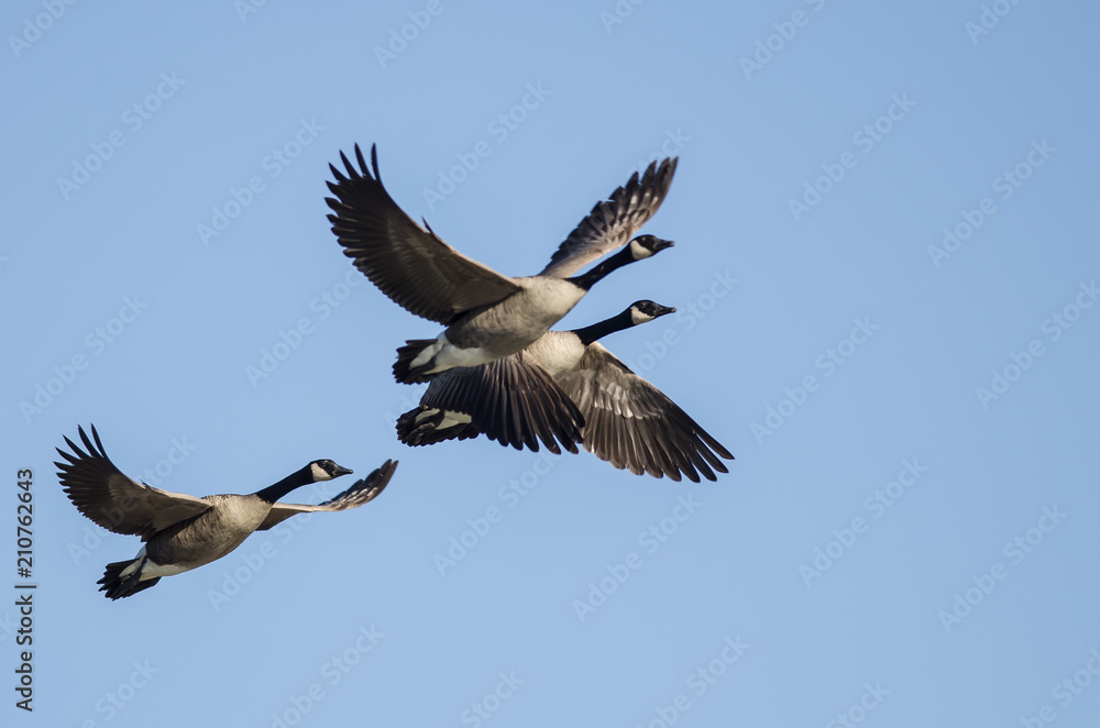Three Canada Geese Flying in a Blue Sky Three Canada Geese Flying in a Blue Sky