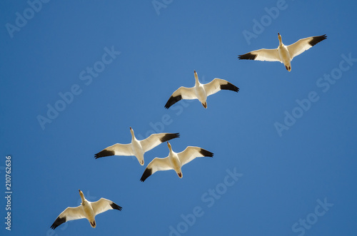 Flock of Snow Geese Flying in a Blue Sky