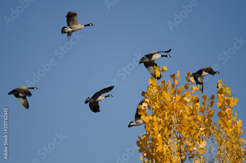 Flock of Canada Geese Flying Past a Golden Autumn Tree © rck