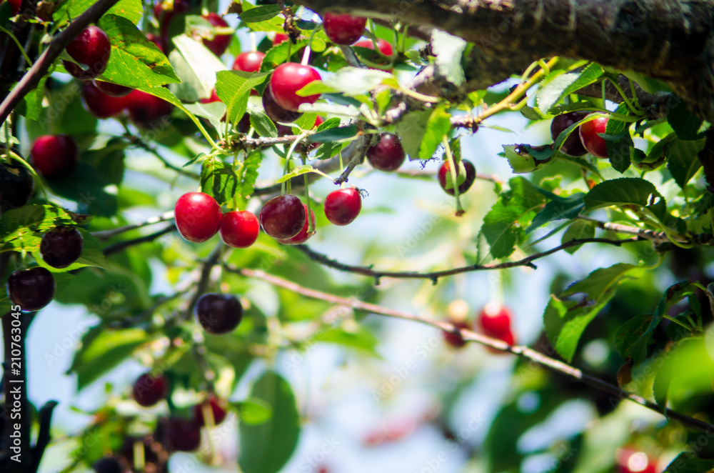 Kate Wilcox Springvale cherries4 Kate Wilcox Springvale cherries4