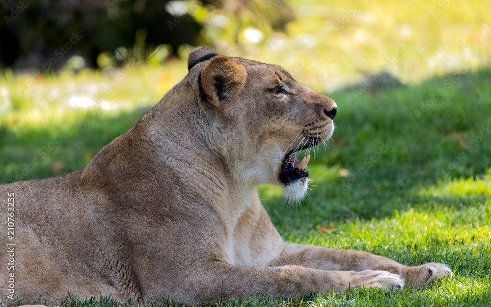 Fototapeta premium Lioness portrait