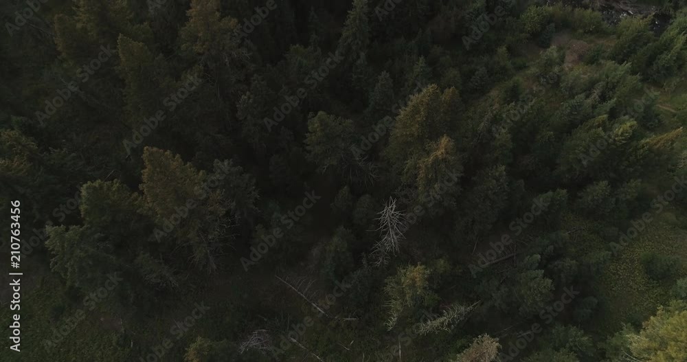Tilt up aerial, lush forest in Montana Tilt up aerial, lush forest in Montana